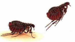 Blchy na gauči použitie najúčinnejších metód boja