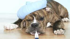 Do psov chorý coronavirus