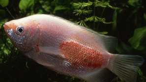 Choroby rýb akvárium: liečba, popis, foto, príznaky, video