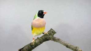 Choroba amadínu: symptómy a liečba