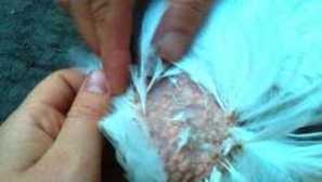 Chančné ochorenia brojlerov: príznaky a liečba