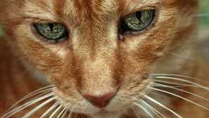 Ochorenie očí mačky