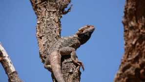 Hot agama: funkcie obsahu domáceho draka