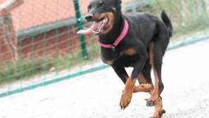 Boseron (smooth-wallet french shepherd)