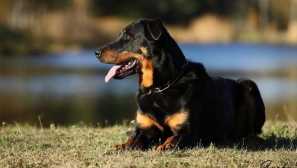 Boseron: história plemena a povaha psa