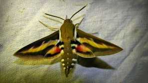 Breshnik podmarennikova