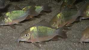 Bruh alebo zelený sumcish: obsah, reprodukcia, popis, foto.