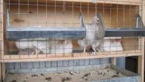 Brojlery: rastúce doma, kŕmenie kurčiat