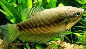 Brown Gourats: Obsah, reprodukcia, popis, kompatibilita, kŕmenie, foto