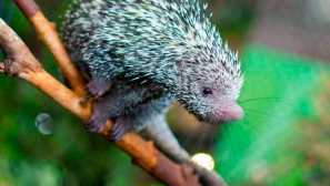 Tagged Dikes Svet zvierat a rastlín