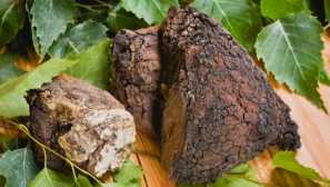 Chaga