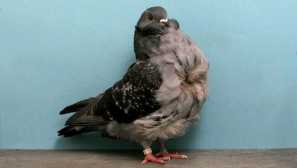 Gulls holuby - čínske plemeno s africkými koreňmi