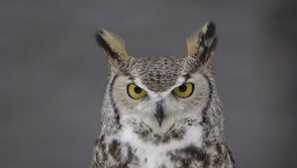 Aký je rozdiel medzi filínom z sova