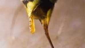 Aký je rozdiel medzi osade z včely, anatómie a funkcií