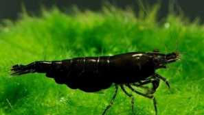 Čierna neokaridina (neokaridina heteropoda var. Čierna)