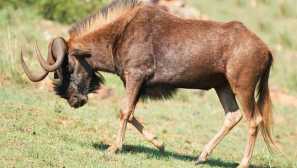 Čierny gnu, alebo biela gna