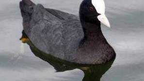 Čierne kačice: belogging a biela