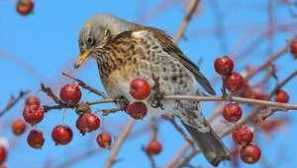 Čo je tento vták - drozd-gumgon?