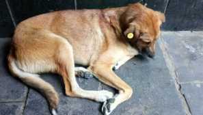 Čo znamenajú farebné značky na uši bezdomovcov