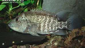 Barton tsihlazoma: obsah a starostlivosť