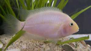 Tsichlasóm čiernych vlasov alebo zebry: starostlivosť, neresenie, video, popis