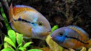 Cichlazoma nikaraguan obsah a starostlivosť