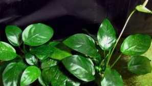 Budovanie anabies v aquarium