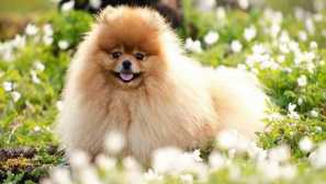 Dekoratívne plemeno psov