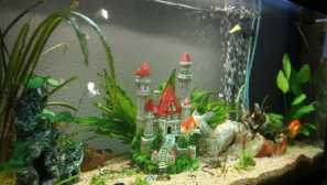 Dekoratívne akvárium - starostlivosť