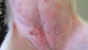 Dermatitída u psov: fotografie, príznaky, liečba atopických, blchových, alergických