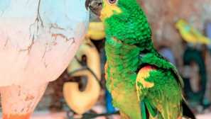 Dlhodobý konžský papagáj