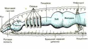 Dážď červy: popis, foto, červ, reprodukcia, starostlivosť