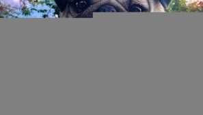 Najobľúbenejšie psy v Instagrame