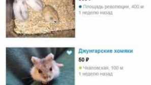 Dzhungarian škrečka: popis, cena, obsah, kŕmenie