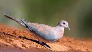 Egyptská gorrika alebo malá gorrizácia