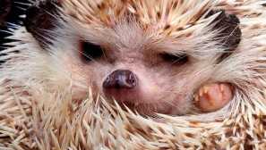 Hedgehog alžírsko alebo hedgehog severoafrická