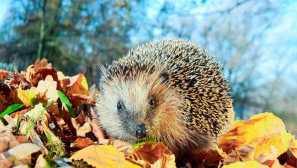 Eraser európsky, alebo obyčajný ježko