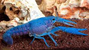 Florida blue cancer: popis, obsah, foto