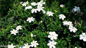 Garlia jasmineovooid