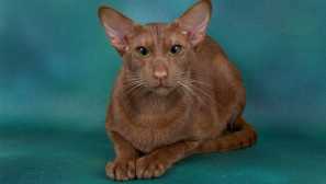 Havana hnedá - zelená - krása s čokoládovou vlnou