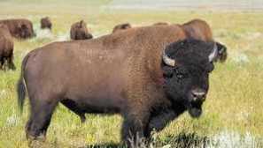 Kde prebýva americký bison