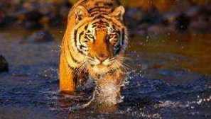 Kde žijú tigre - druh