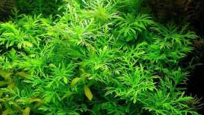 Kino gigrofila: popis, fotografia, reprodukcia, obsah