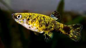 Girardinus popis obsah chov kompatibilita foto.