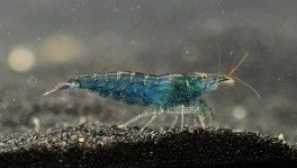 Blueberry neocaridin aquarium krevety (čučoriedkové krevety)