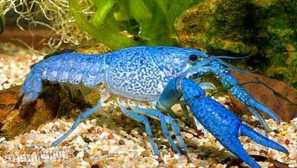 Blue cuban cancer (procambarus cubensis): popis, foto