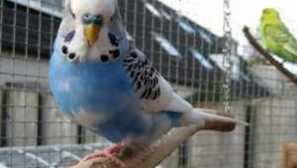 Blue wavy parrot a ďalšie farby