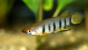 Haplokhilus - odrody popis photo.