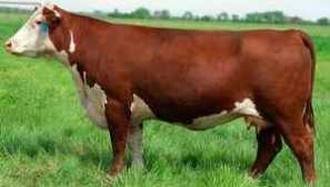 Charakteristiky gerfordového plemena kráv