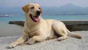 Charakteristika plemena psov retriever labrador